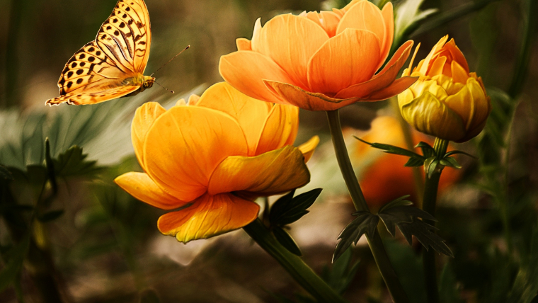 Orange butterfly landing on orange flowers